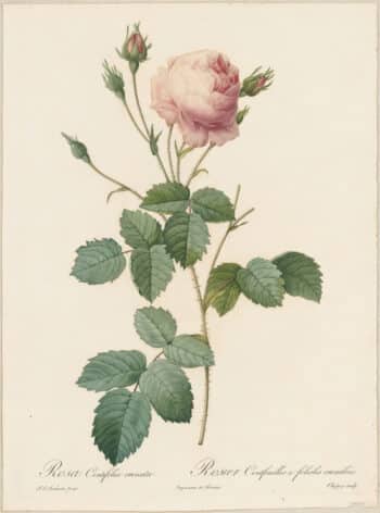 Redouté Roses Pl. 87, Variety of Cabbage Rose