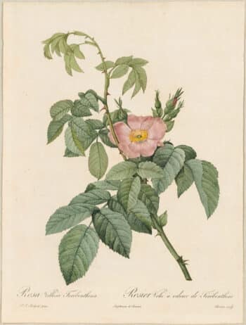 Redouté Roses Pl. 90, Village Rose