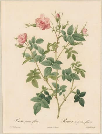 Redouté Roses Pl. 91, Double Pasture Rose