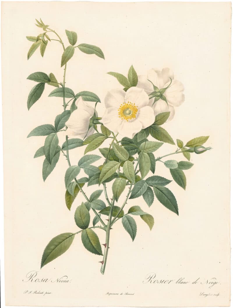 Redouté Roses Pl. 95, Cherokee Rose
