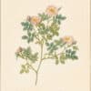 Redouté Roses Pl. 97, Buschrose