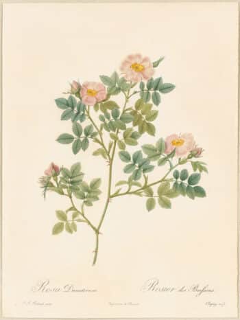 Redouté Roses Pl. 97, Buschrose