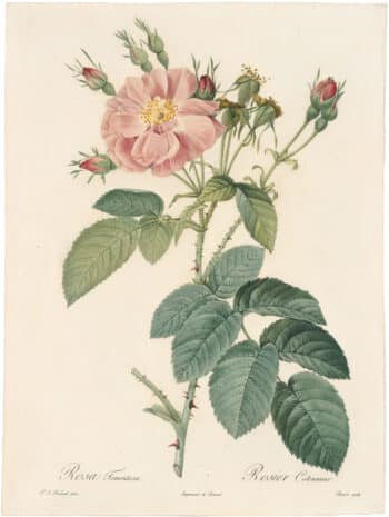 Redouté Roses Pl. 98, Double variety of Tomentose Rose