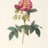 Redouté Roses Pl. 100, Variety of French Rose