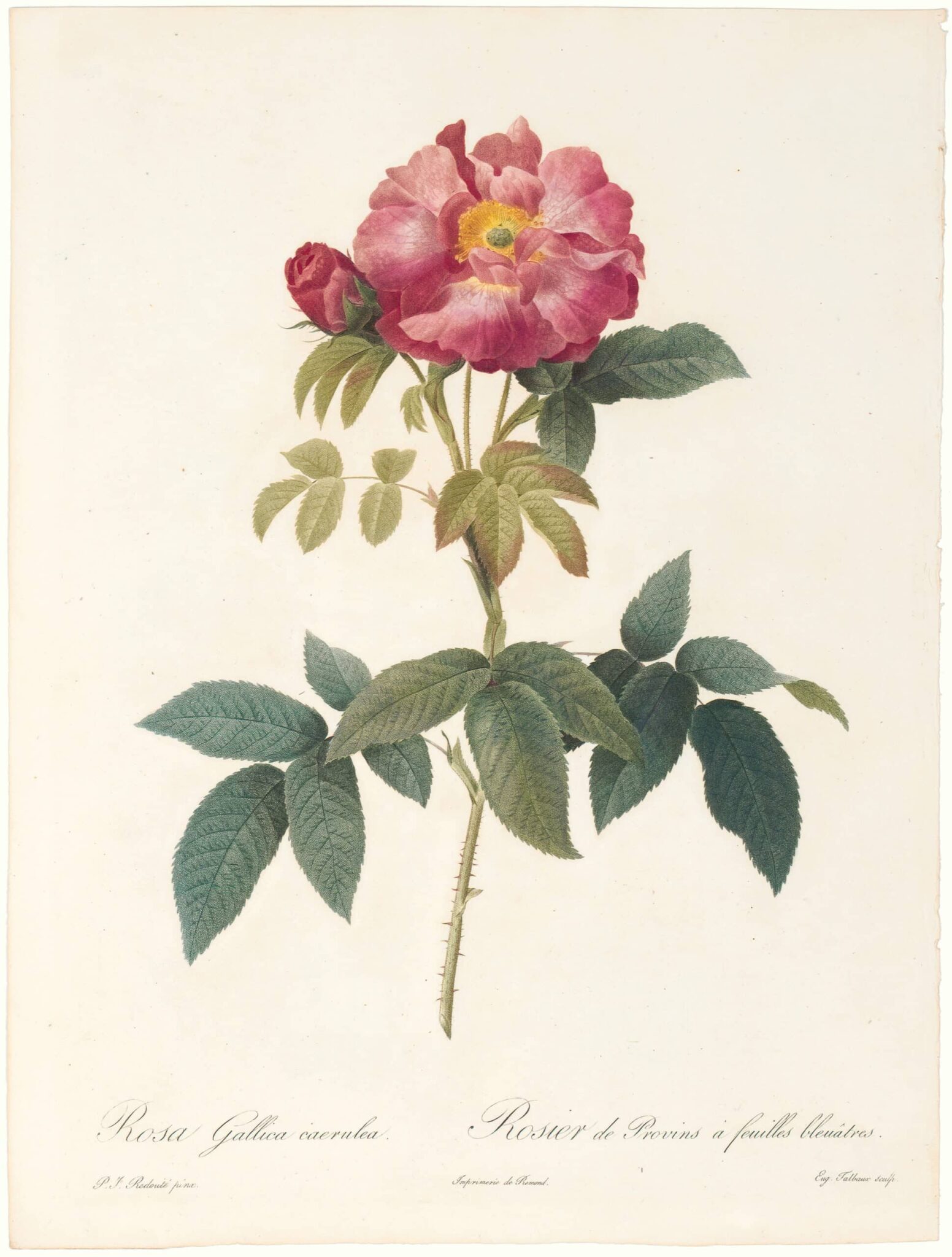 MUNTHE Roth Rose
