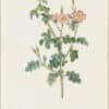 Redouté Roses Pl. 103, Variety of Sweet Briar