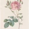 Redouté Roses Pl. 105, Variety of Cabbage Rose