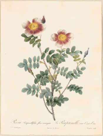 Redouté Roses Pl. 106, Variegated flowering variety of Burnet Rose