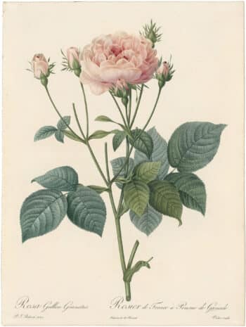 Redouté Roses Pl. 107, Variety of French Rose