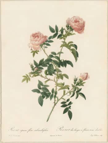 Redouté Roses Pl. 108, Semi-double variety of Grassland Rose