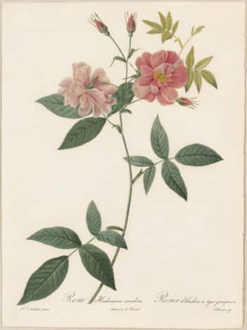 Redouté Roses Pl. 109, Semi-double variety of Marsh Rose