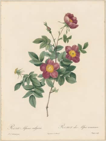 Redouté Roses Pl. 110, Alpine Rose