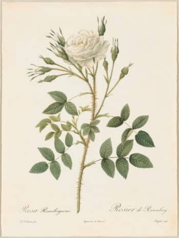 Redouté Roses Pl. 111, Rose Rosenberg