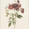 Redouté Roses Pl. 114, Monthly Rose