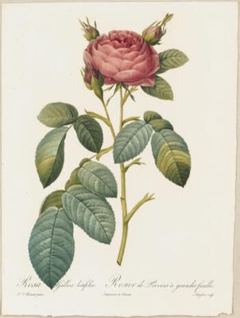Redouté Roses Pl. 116, Large-leaved variety of French Rose