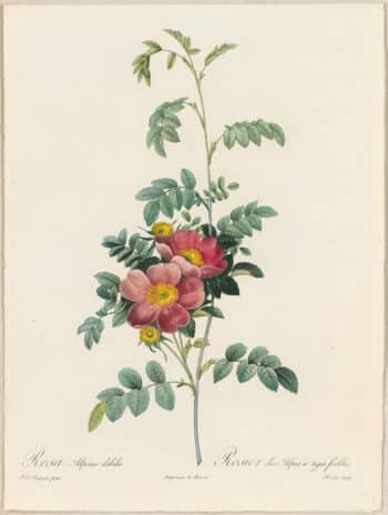 Redouté Roses Pl. 121, Wild hybrid of Alpine Rose