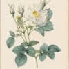 Redouté Roses Pl. 122, Variety of White Rose