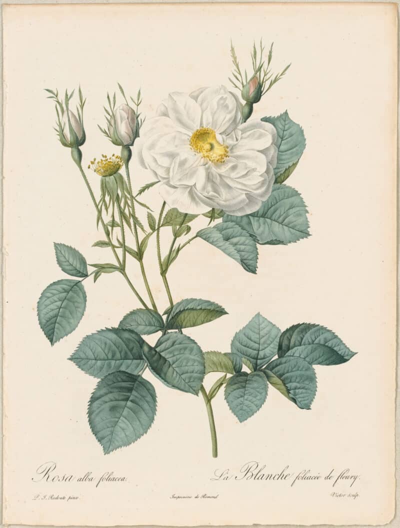 Redouté Roses Pl. 122, Variety of White Rose