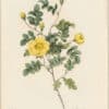 Redouté Roses Pl. 123, "Yellow Rose of Texas"