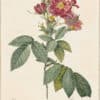 Redouté Roses Pl. 124, Boursault Rose