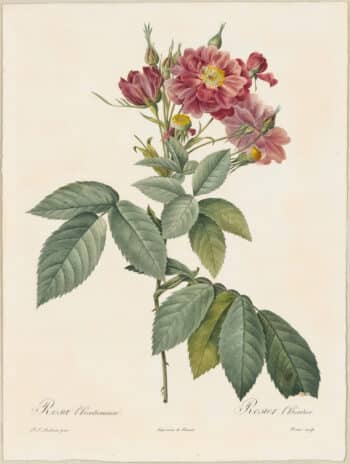 Redouté Roses Pl. 124, Boursault Rose