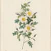 Redouté Roses Pl. 125, Thornless Burnet Rose