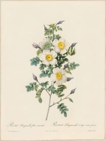 Redouté Roses Pl. 125, Thornless Burnet Rose