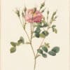 Redouté Roses Pl. 126, Variety of Sweet Briar