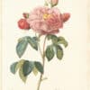 Redouté Roses Pl. 128, French Rose "Duchesse d' Orleans"