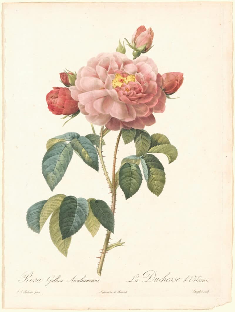 Redouté Roses Pl. 128, French Rose "Duchesse d' Orleans"