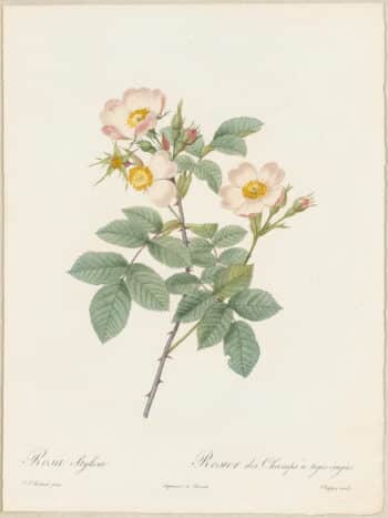 Redouté Roses Pl. 129, Rosa Stylosa