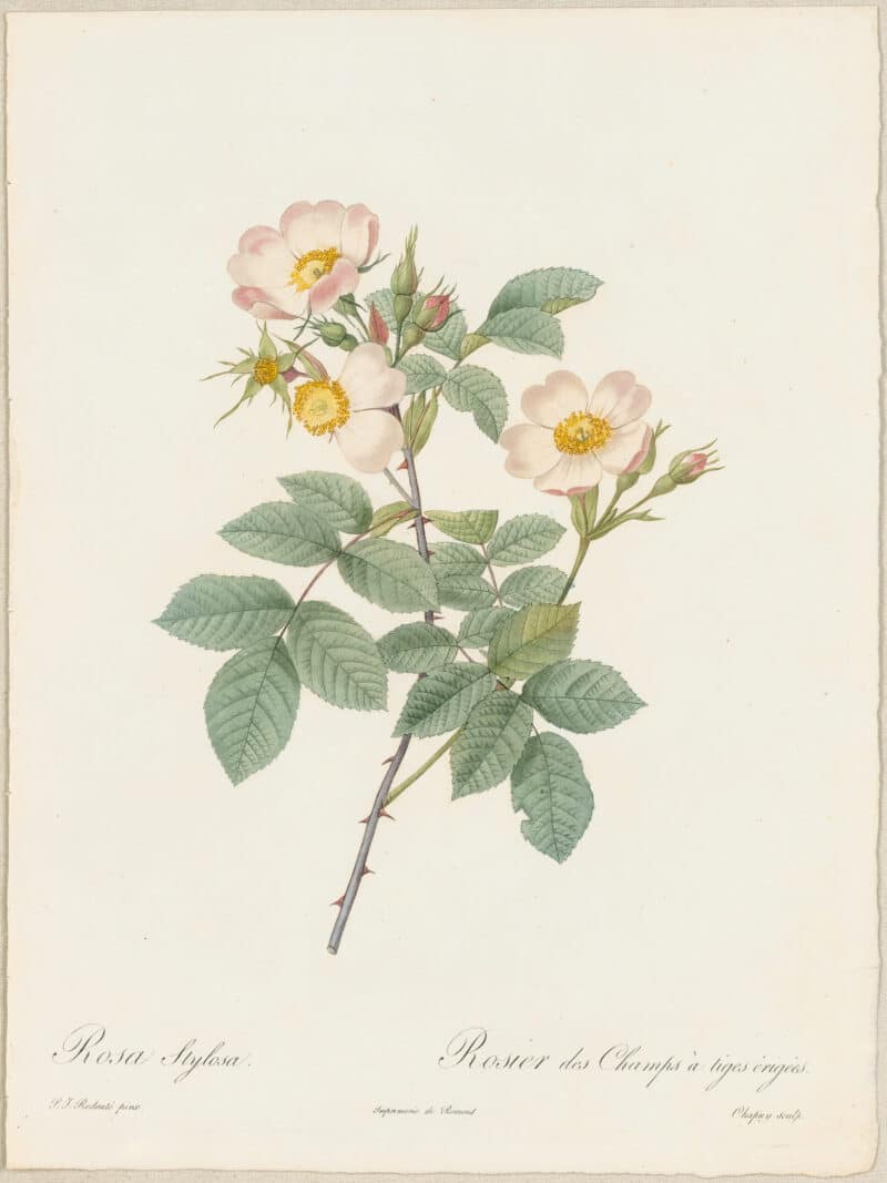 Redouté Roses Pl. 129, Rosa Stylosa