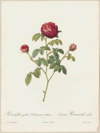 Redouté Roses Pl. 131, Variety of French Rose or Cabbage Rose