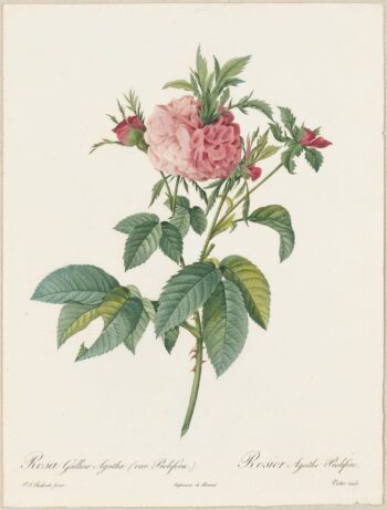 Redouté Roses Pl. 137, Variety of French Rose
