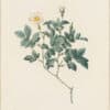 Redouté Roses Pl. 144, Variety of Tomentose Rose