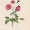 Redouté Roses Pl. 145, Variety of China