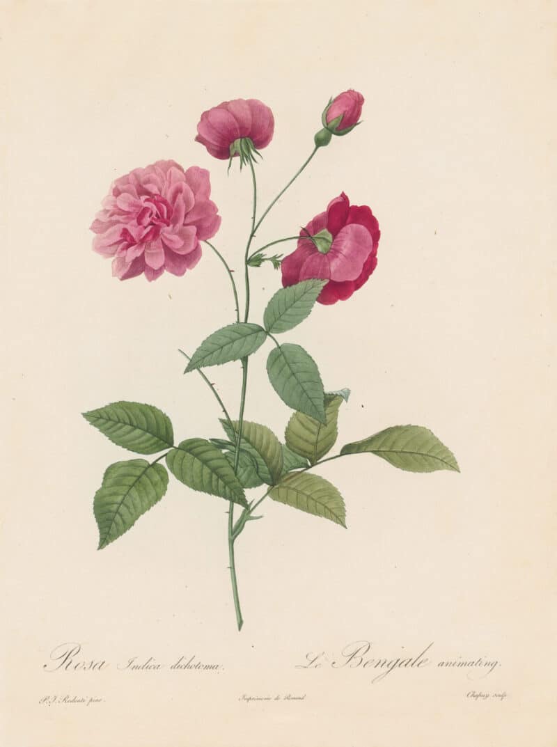 Redouté Roses Pl. 145, Variety of China