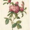Redouté Roses Pl. 146, Variety of Cabbage Rose