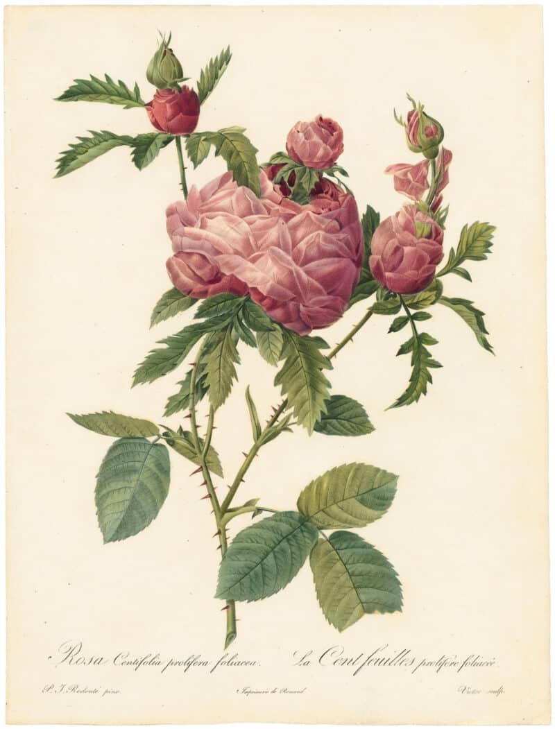 Redouté Roses Pl. 146, Variety of Cabbage Rose