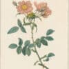 Redouté Roses Pl. 147, Rose of Lady Monson