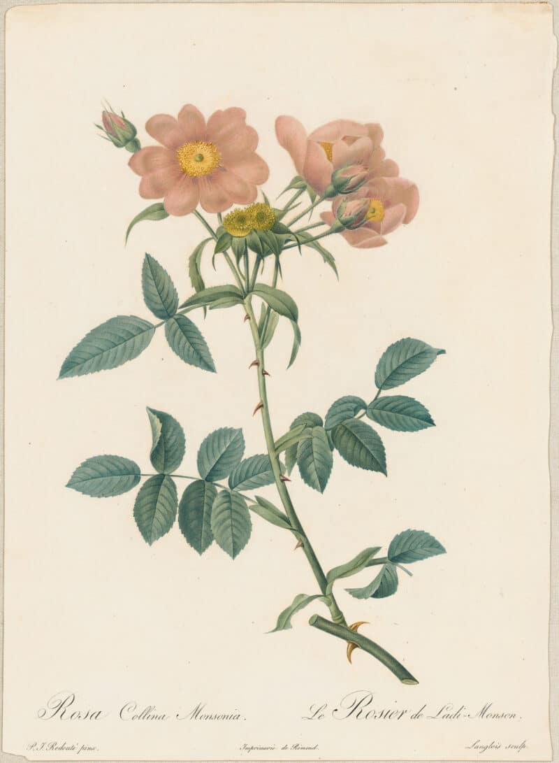 Redouté Roses Pl. 147, Rose of Lady Monson