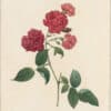 Redouté Roses Pl. 148, Monthly Rose