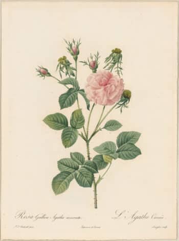 Redouté Roses Pl. 152, French Rose Hybrid 'Agatha Incarnata'