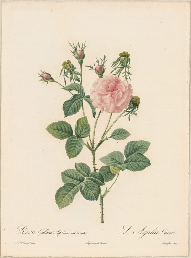 Redouté Roses Pl. 152, French Rose Hybrid 'Agatha Incarnata'