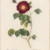Redouté Roses Pl. 153, French Rose "Violacea"
