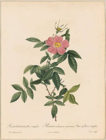 Redouté Roses Pl. 154, Single variety of Boursault Rose