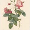 Redouté Roses Pl. 155, Boursault Rose