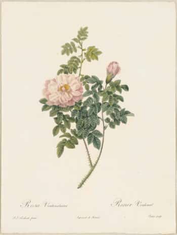 Redouté Roses Pl. 157, Burnet Rose hybrid