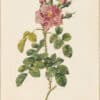 Redouté Roses Pl. 158, Variegated variety of Autumn Damask Rose