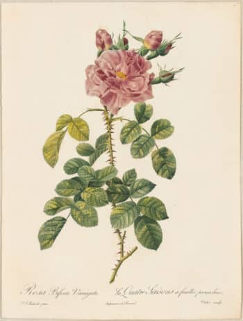 Redouté Roses Pl. 158, Variegated variety of Autumn Damask Rose